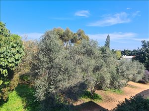 דו משפחתי למכירה 6.5 חדרים בפרדס חנה - כרכור יהלום 