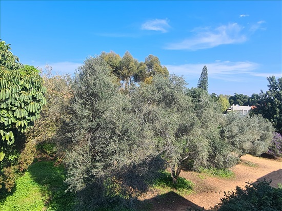 תמונה 1, דו משפחתי 6.5 חדרים למכירה בפרדס חנה - כרכור, יהלום, פרחי הדר
