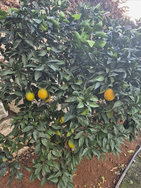 תמונה 4, בית פרטי 4 חדרים למכירה ברמת צבי, שדרת המייסדים, רמת צבי הרחבה