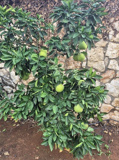 תמונה 5 ,בית פרטי 4 חדרים למכירה ברמת צבי, שדרת המייסדים, רמת צבי הרחבה