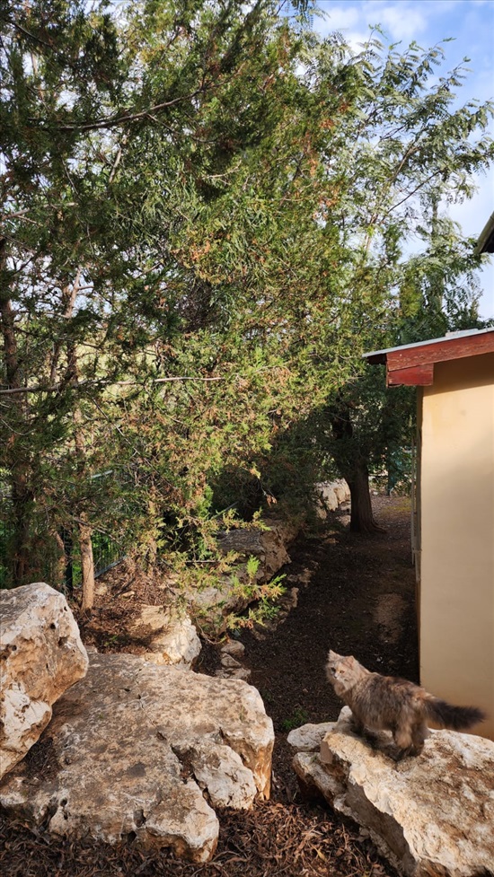 תמונה 7 ,בית פרטי 5.5 חדרים למכירה במעלה אפרים, דרך מנשה, מעלה אפרים