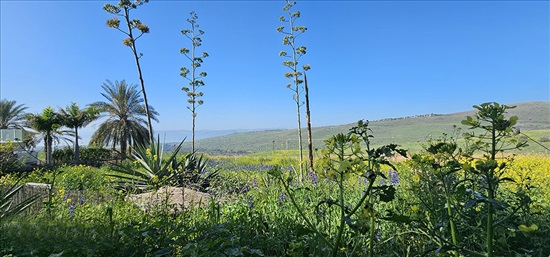 תמונה 3 ,בית פרטי 5.5 חדרים למכירה בחד נס, כינור דוד, ד