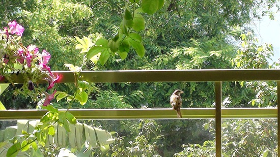 תמונה 12 ,דירה 4 חדרים למכירה בראשון לציון, אבן גבירול, נאות שקמה