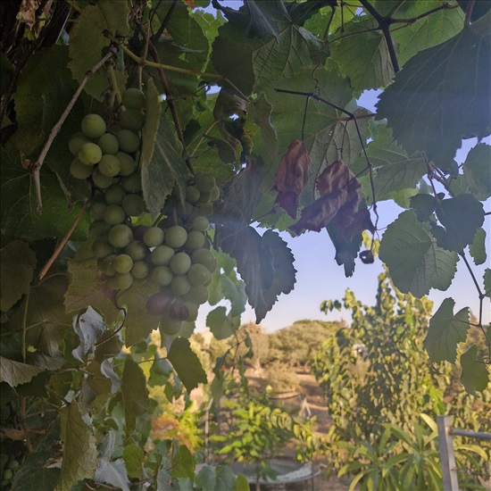 תמונה 11 ,בית פרטי 8 חדרים למכירה בשרונה, הגפן, הגפן