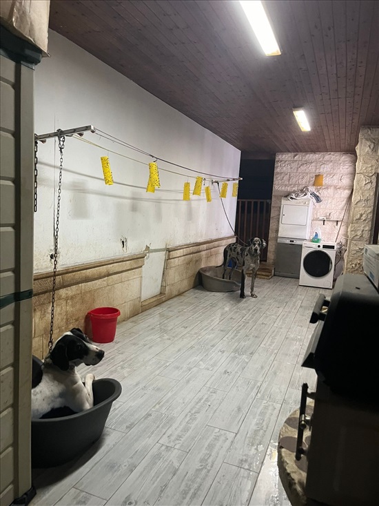 תמונה 10 ,דו משפחתי 3 חדרים למכירה ברמלה, א.ד. גורדון, נווה דוד הישן