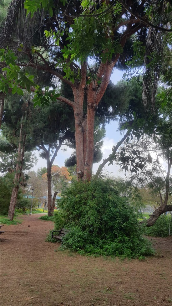 תמונה 2 ,דירה 2.5 חדרים, רפידים מעוז אביב תל אביב יפו