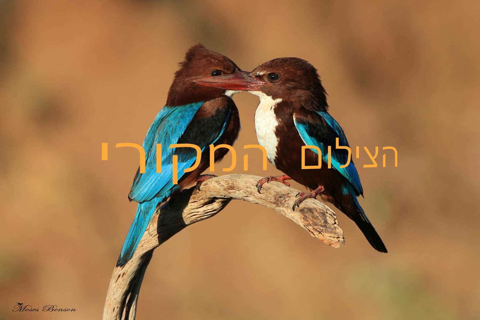 תמונה 2 ,צילום מקורי על קנבס של שלדגים למכירה בהרצליה לבית  תמונות