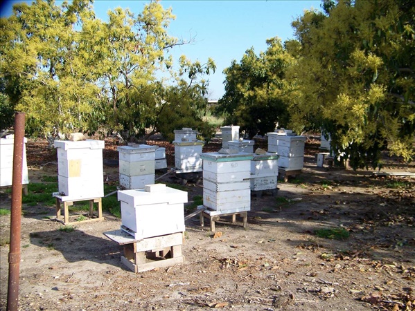 תמונה 1 ,כוורת דבורים למכירה בקרית טבעון ציוד לעסקים  ציוד לחקלאות
