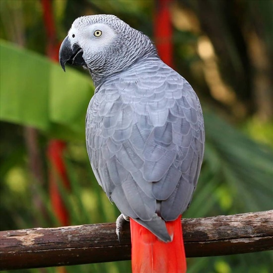 African  Gray parrots 