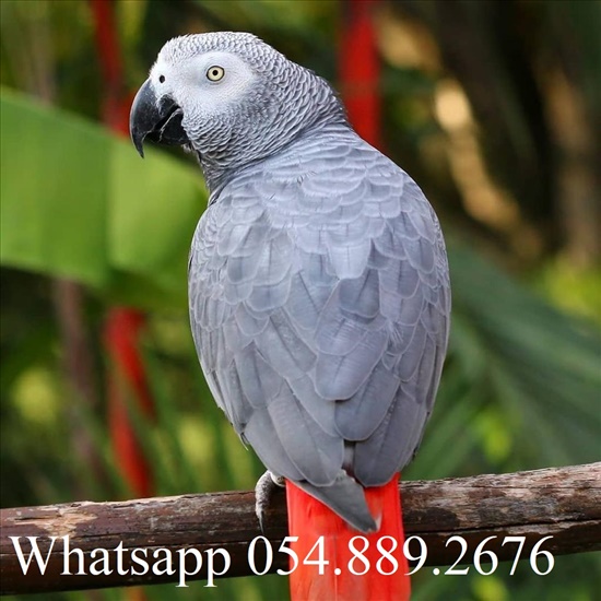 African gray parrot 