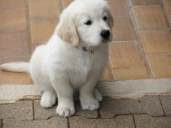 תמונה 4, GOLDEN RETRIEVER למכירה באריאל | קמפינג ונופש  אחר