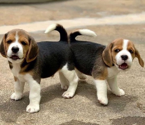 תמונה 1 ,Beagle pup למכירה בtel aviv ריהוט  ריהוט משרדי