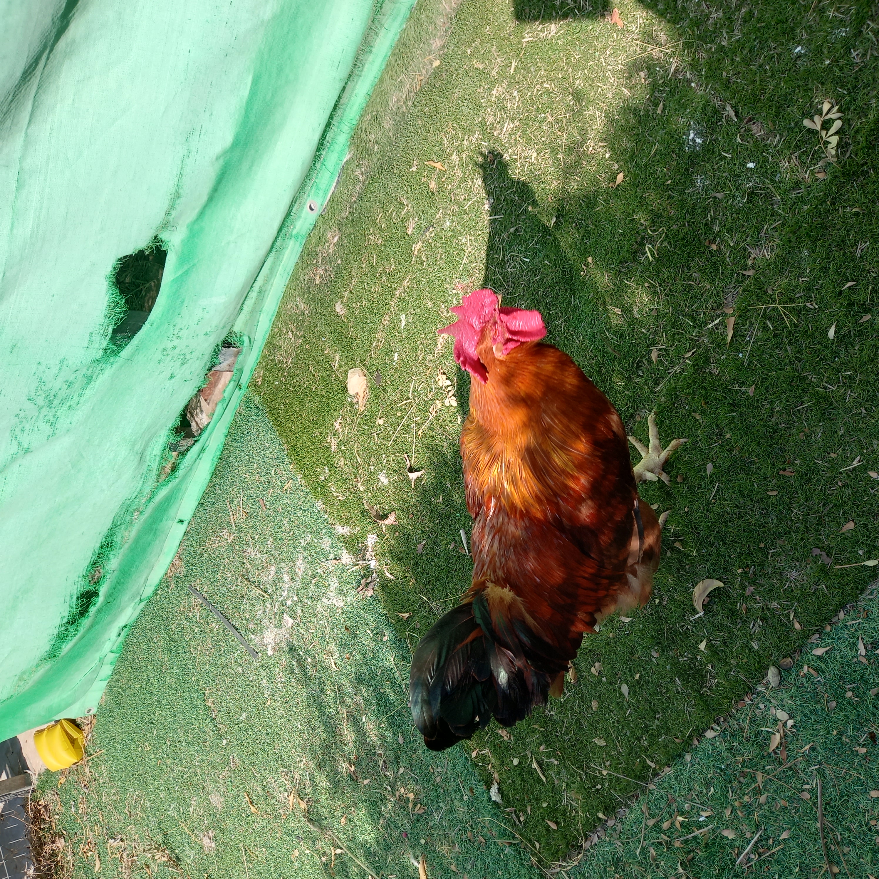 תמונה 1 ,תרנגולות למכירה בשדה אילן שונות  שונות