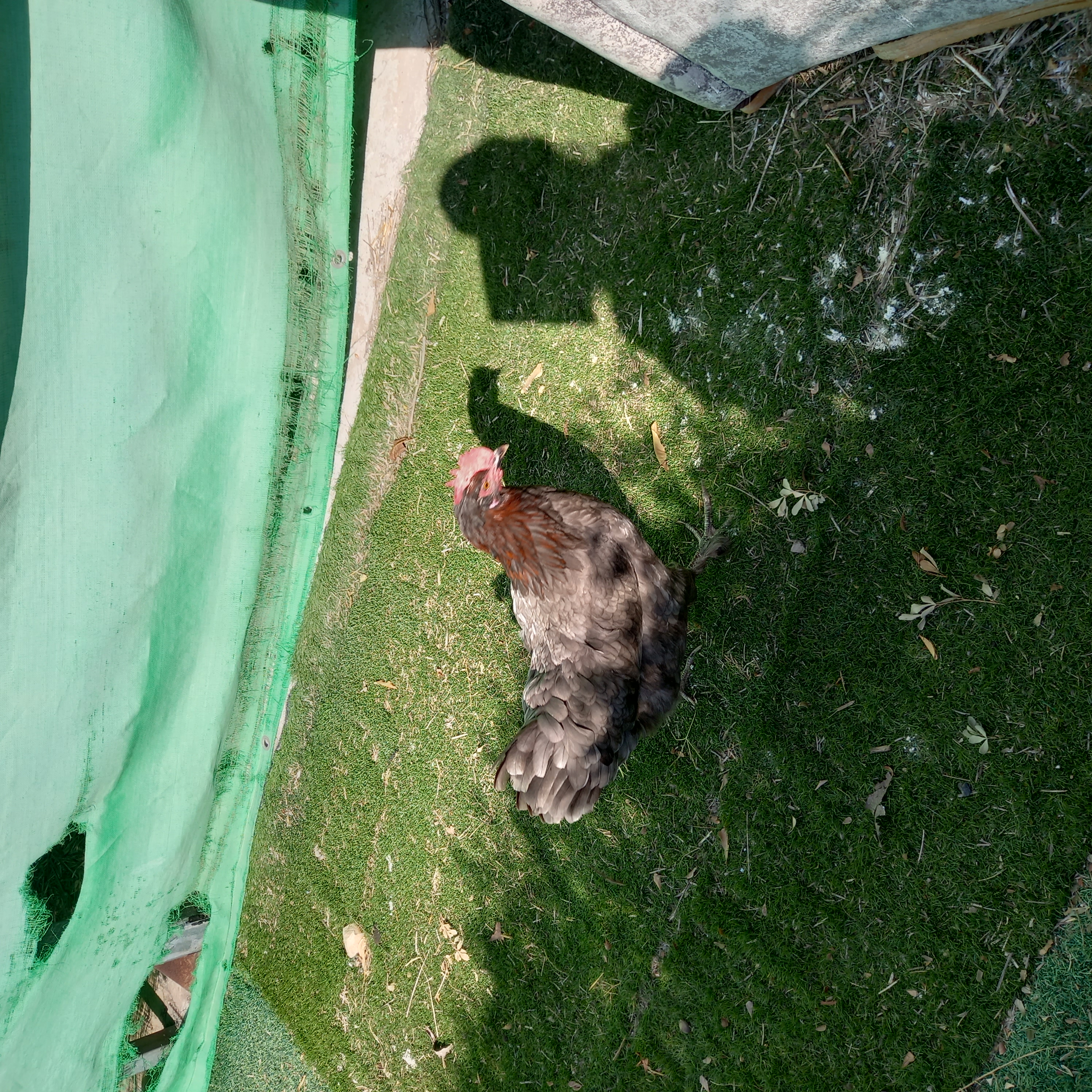 תמונה 2 ,תרנגולות למכירה בשדה אילן שונות  שונות