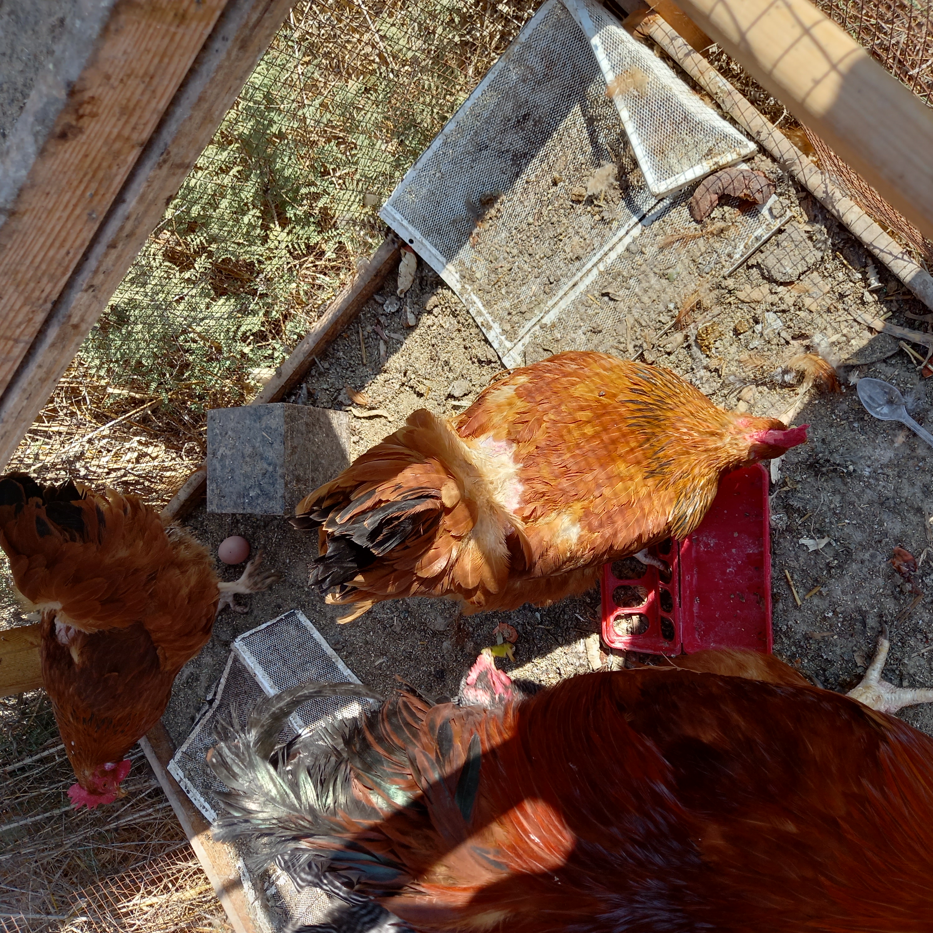 תמונה 5 ,תרנגולות למכירה בשדה אילן שונות  שונות