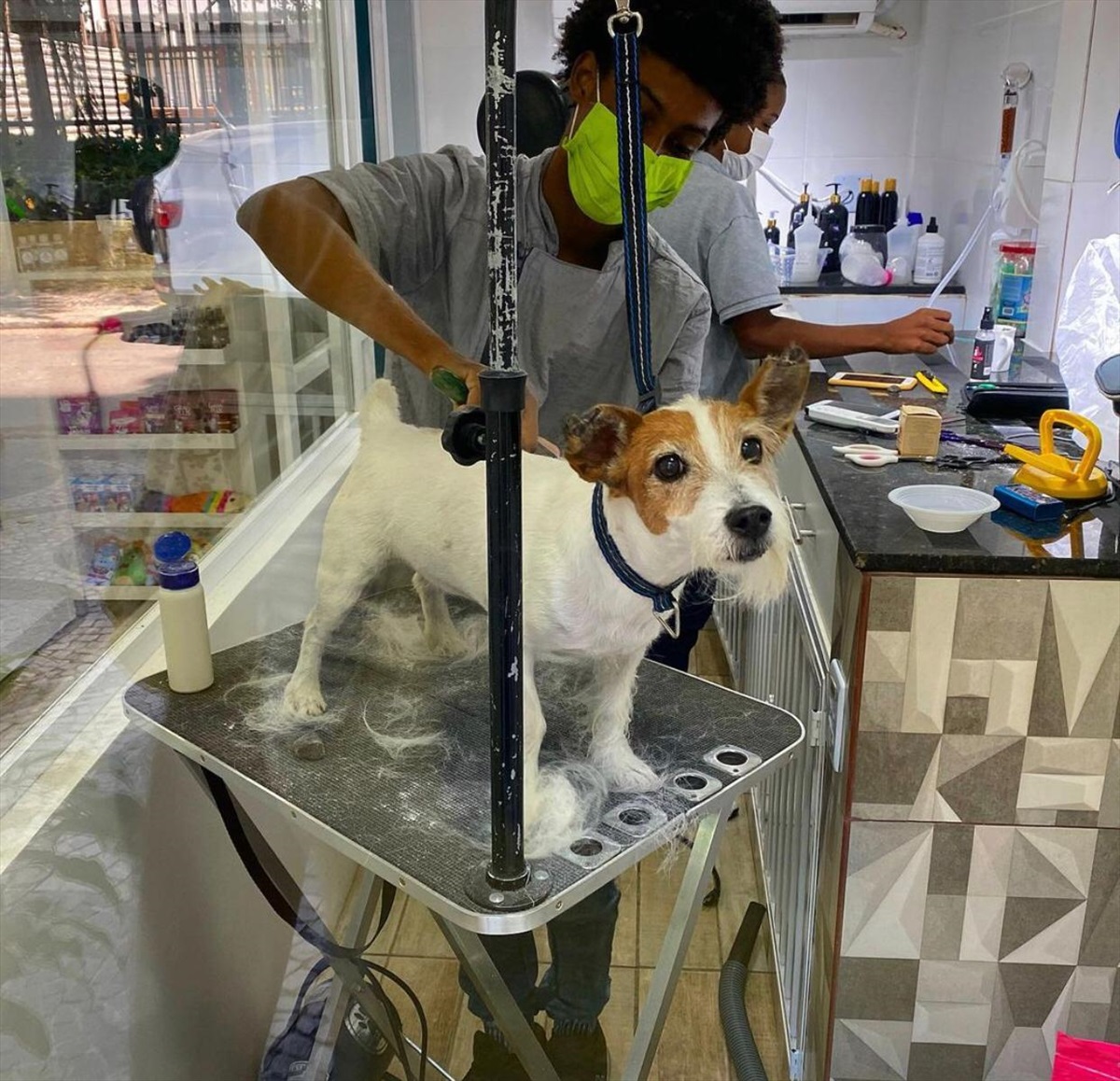 תמונה 1, jack russell terrier למכירה בnetanya | סלולרי  סמארטפונים