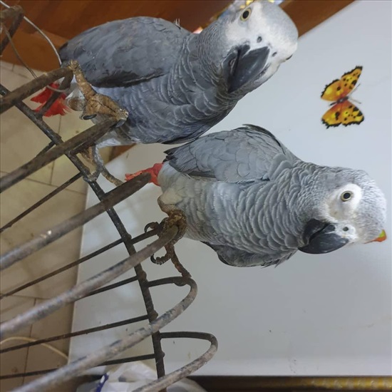 תמונה 1 ,African Grey parrots  למכירה בRishon lezion ריהוט  ארונות