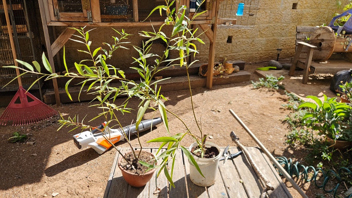 תמונה 1, שתיל ערבה למכירה בנחושה | לגינה  עצים ועציצים