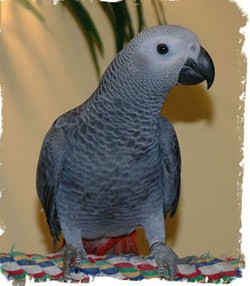 wilo 