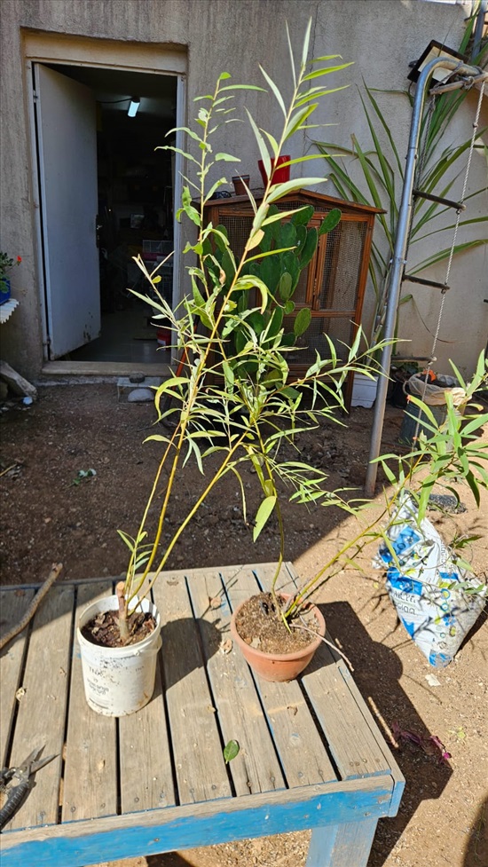 תמונה 2, שתיל ערבה למכירה בנחושה | לגינה  עצים ועציצים