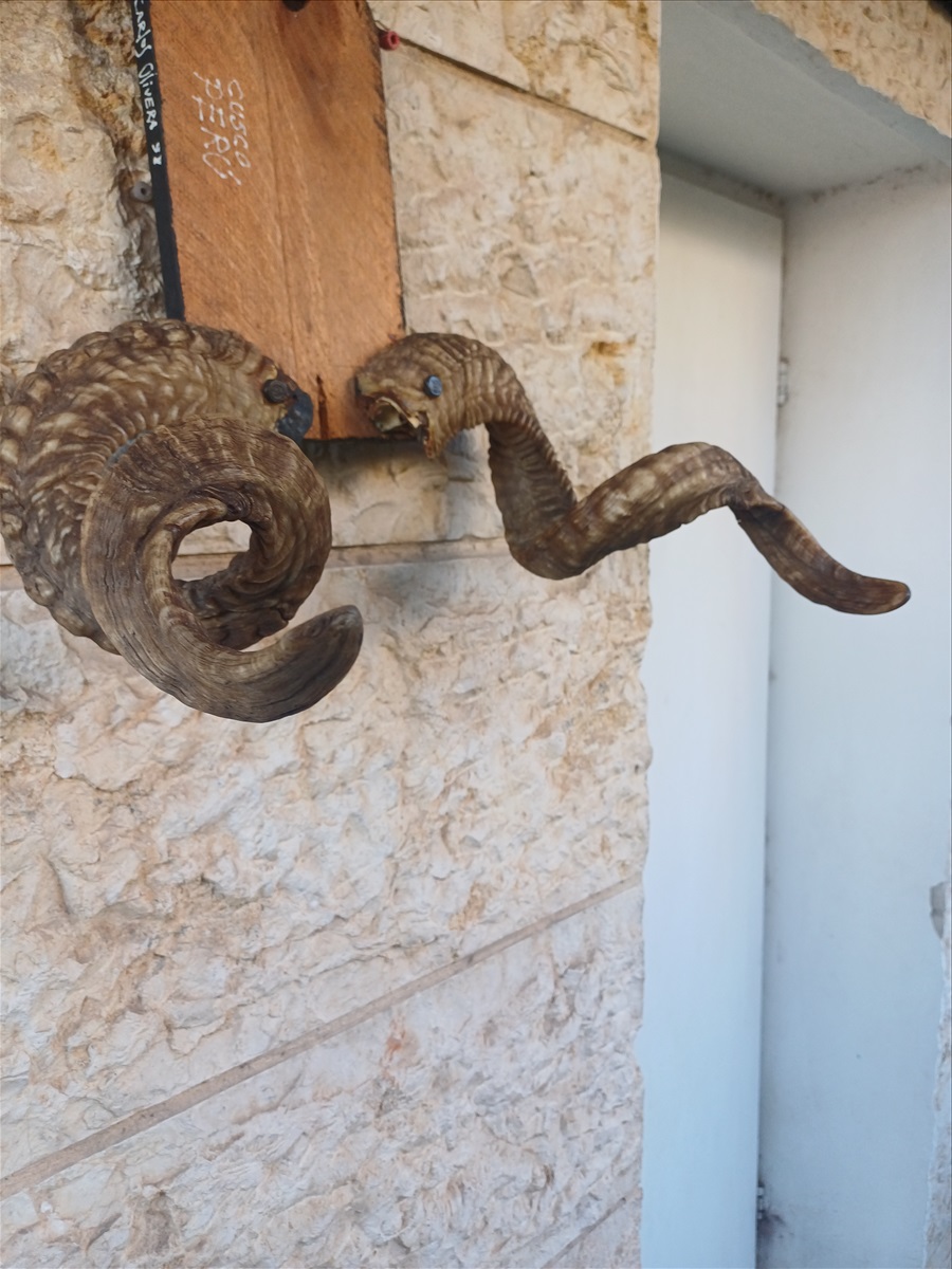 תמונה 1, קרניים של כבש הרים למכירה ברמלה | חפצי נוי  אחר