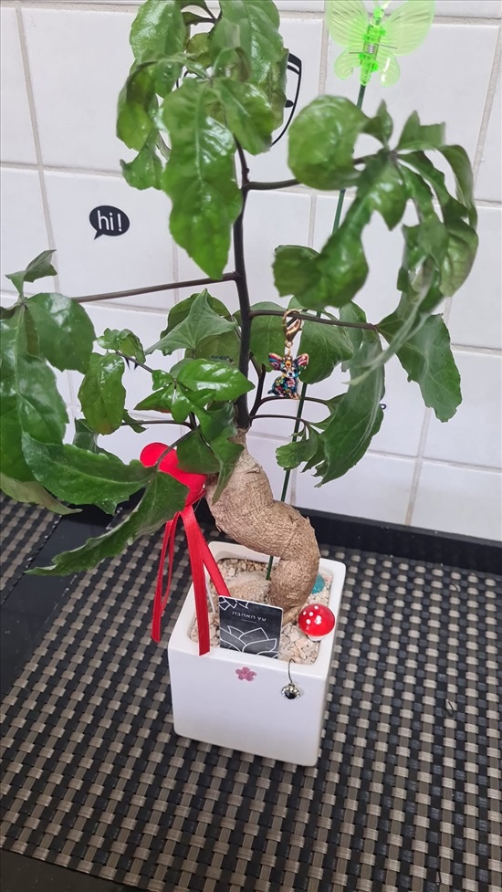 תמונה 4 ,בפ"ת צמחים בשמת גינה,והיביסקוס למכירה בפתח תקווה לגינה  עצים ועציצים