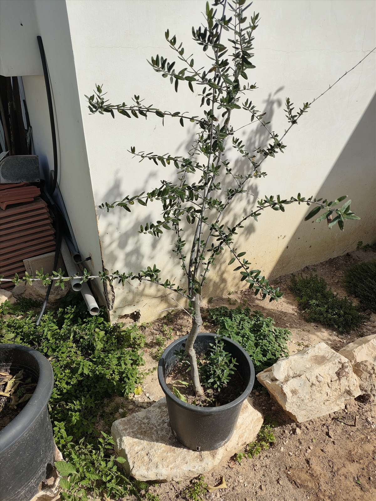 תמונה 1, עץ זית בדלי 50 ליטר  למכירה בפתחיה | לגינה  עצי זית עתיקים