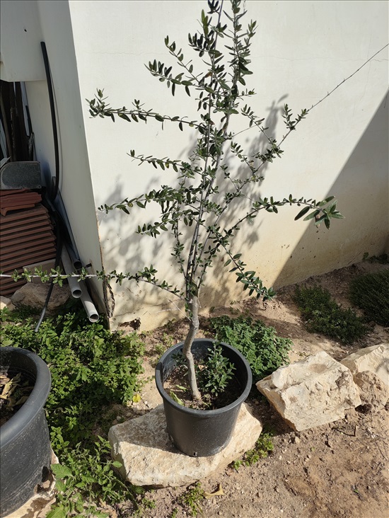 תמונה 3 ,עץ זית בדלי 50 ליטר  למכירה בפתחיה לגינה  עצי זית עתיקים