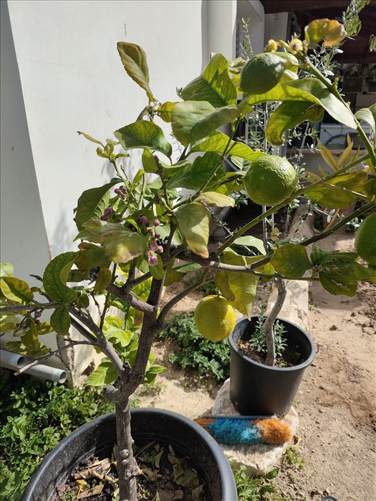 תמונה 2 ,עץ לימון בדלי 50 ליטר עם פרי  למכירה בפתחיה לגינה  עצים ועציצים