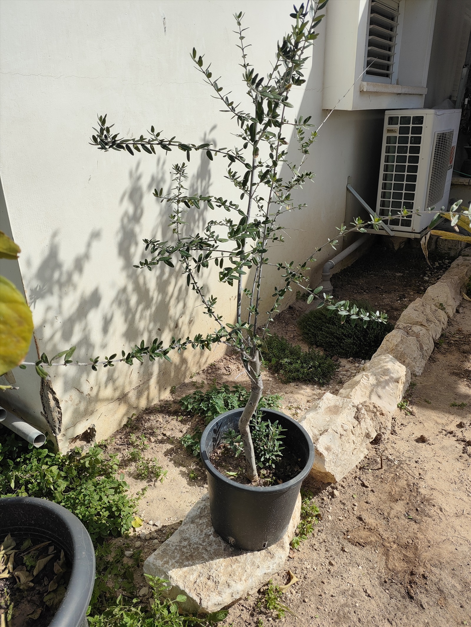 תמונה 2, עץ זית בדלי 50 ליטר  למכירה בפתחיה | לגינה  עצי זית עתיקים