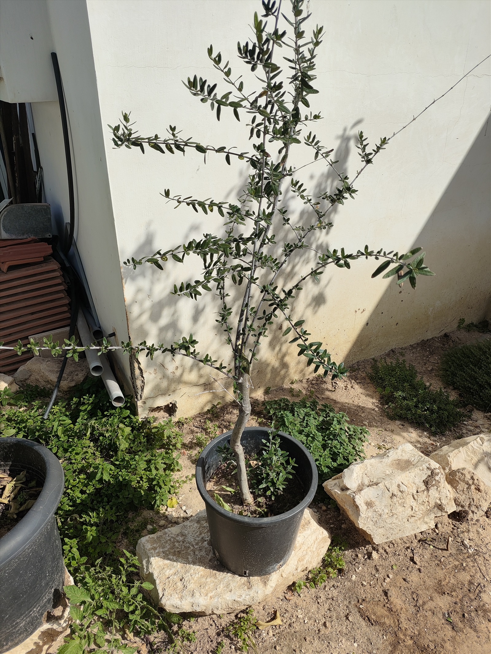 תמונה 3, עץ זית בדלי 50 ליטר  למכירה בפתחיה | לגינה  עצי זית עתיקים