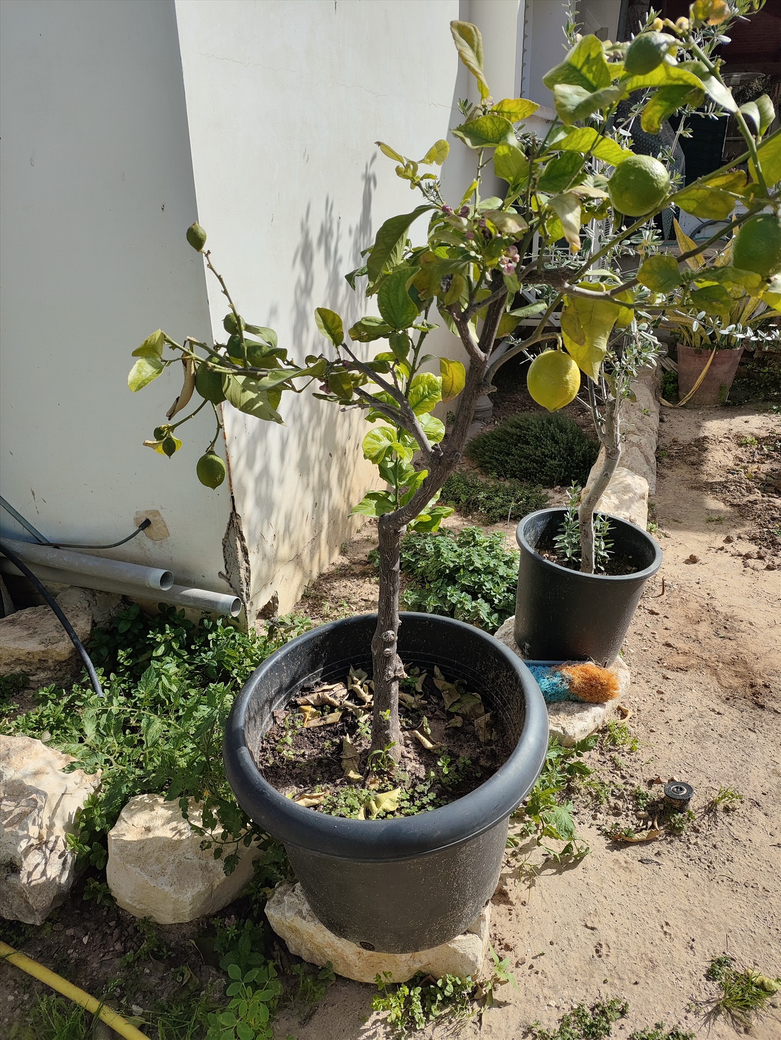 תמונה 3, עץ לימון בדלי 50 ליטר עם פרי  למכירה בפתחיה | לגינה  עצים ועציצים