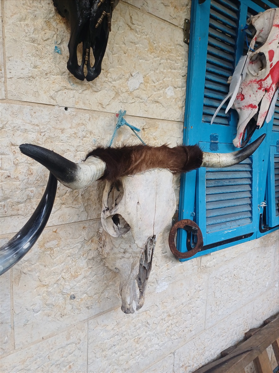תמונה 1,  מצמצם את האוסף למכירה: קרניים למכירה ברמלה | אומנות  פוחלצים