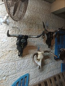 אומנות - ראשי בקר מעוצבים <br>       