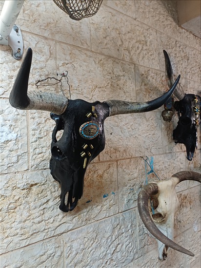 תמונה 2 ,ראשי בקר מעוצבים למכירה ברמלה אומנות  פוחלצים