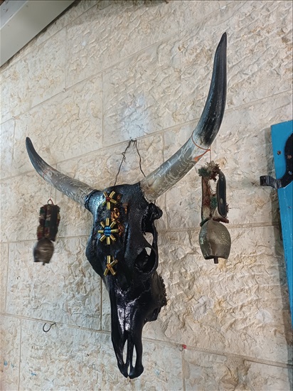 תמונה 4 ,ראשי בקר מעוצבים למכירה ברמלה אומנות  פוחלצים