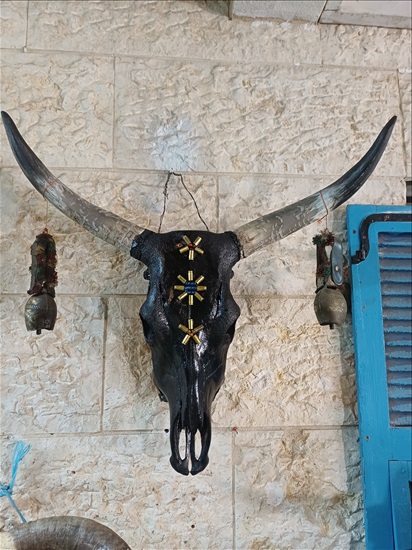 תמונה 5 ,ראשי בקר מעוצבים למכירה ברמלה אומנות  פוחלצים