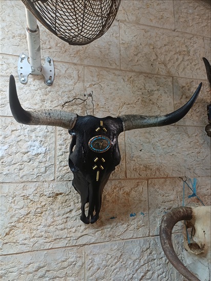 תמונה 6 ,ראשי בקר מעוצבים למכירה ברמלה אומנות  פוחלצים