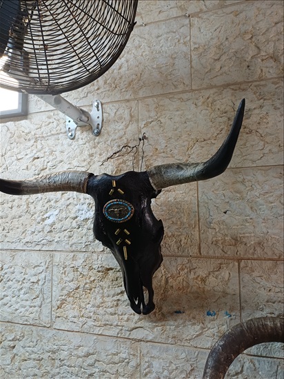 תמונה 7 ,ראשי בקר מעוצבים למכירה ברמלה אומנות  פוחלצים