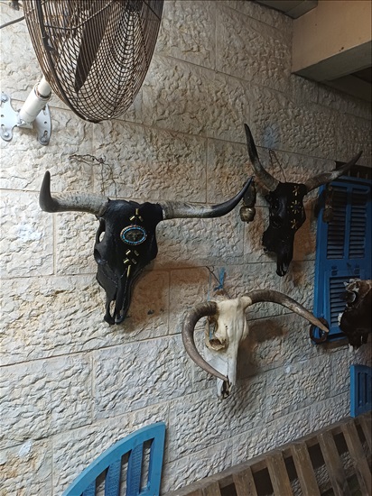 תמונה 8 ,ראשי בקר מעוצבים למכירה ברמלה אומנות  פוחלצים