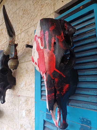תמונה 3 ,ראש פרה  למכירה ברמלה אומנות  פוחלצים