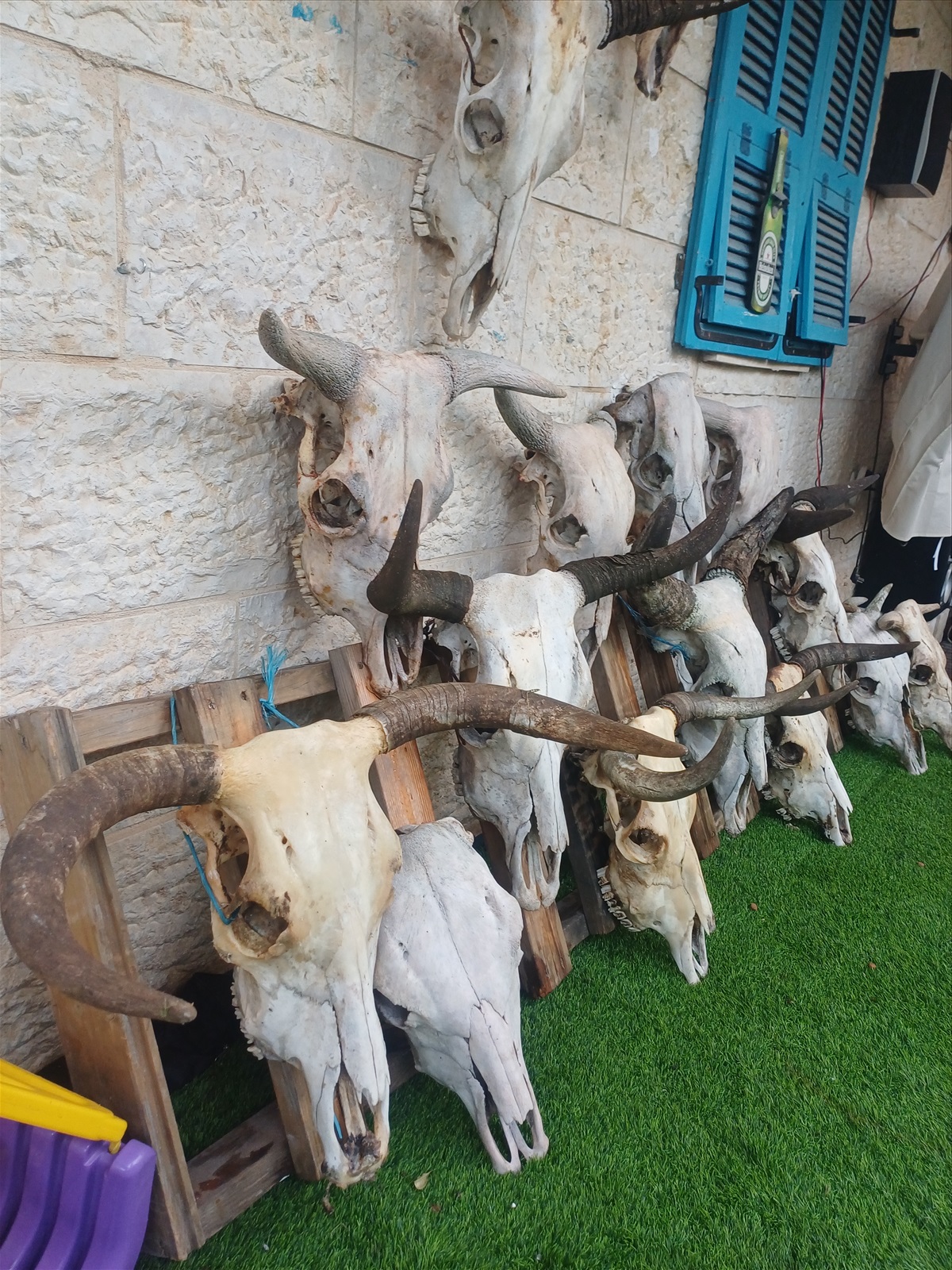 תמונה 4,  מצמצם את האוסף למכירה: קרניים למכירה ברמלה | אומנות  פוחלצים