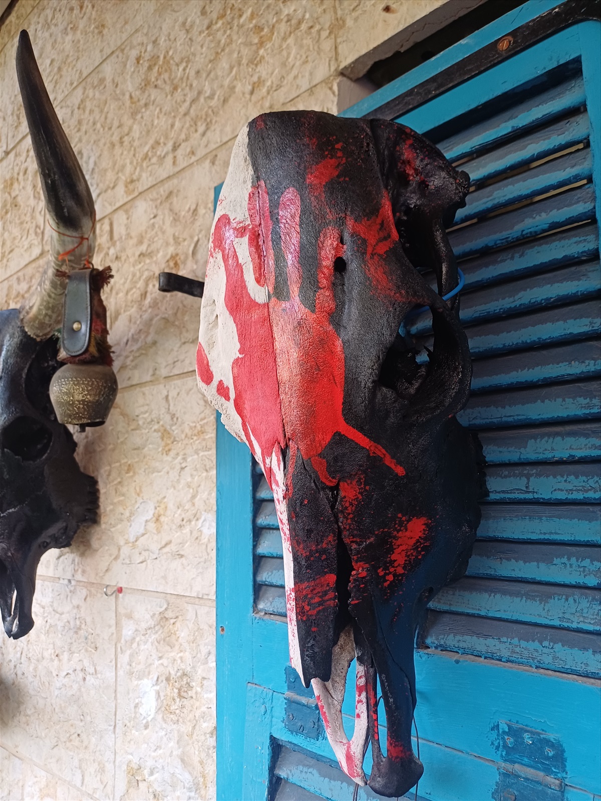 תמונה 3, ראש פרה  למכירה ברמלה | אומנות  פוחלצים