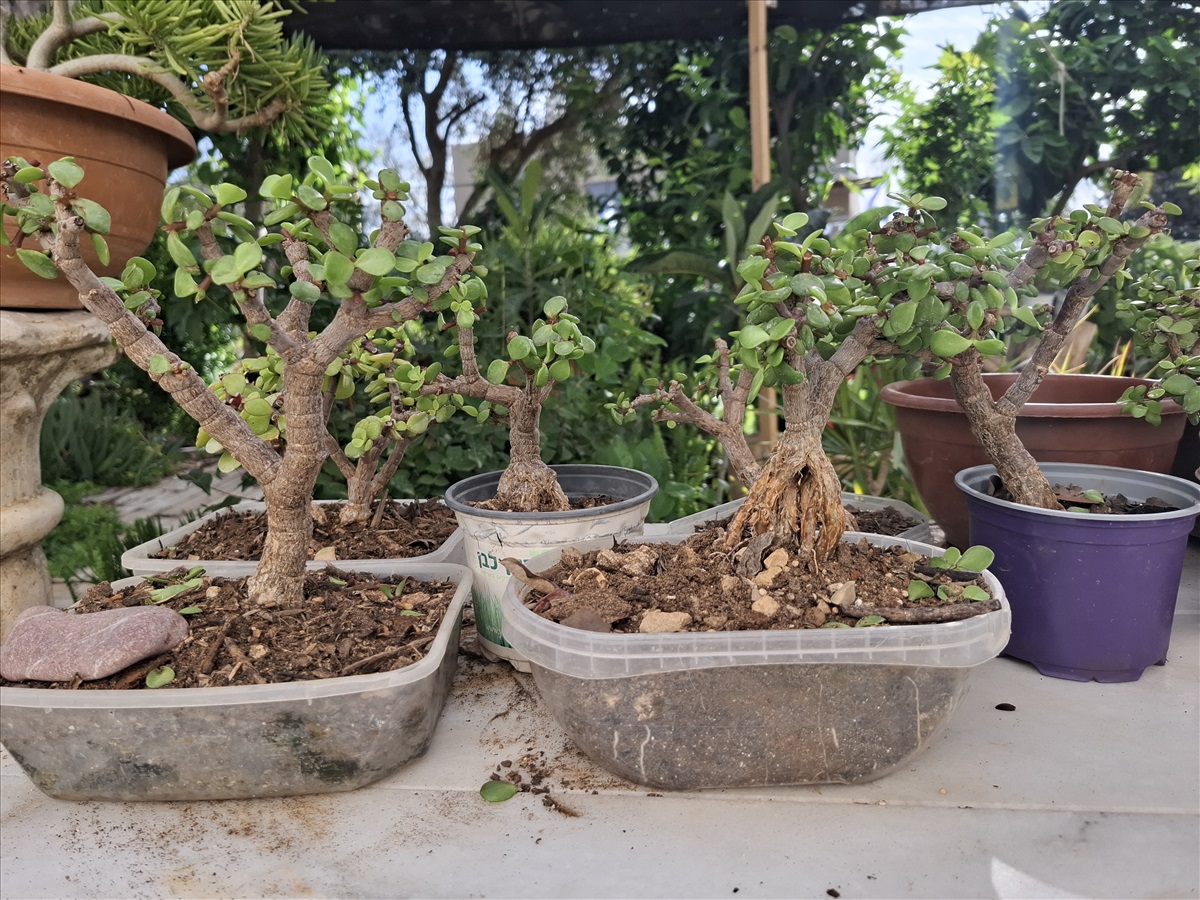 תמונה 1, עץ השפע פורטולקריה בונסאי למכירה בבית אריה | לגינה  עצים ועציצים