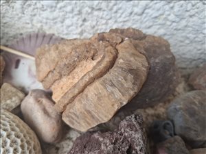 אספנות פריטים ארכיאולוגים 29 
