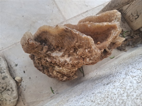 תמונה 4 ,סלע טבעי למכירה בבית אריה אספנות  פריטים ארכיאולוגים