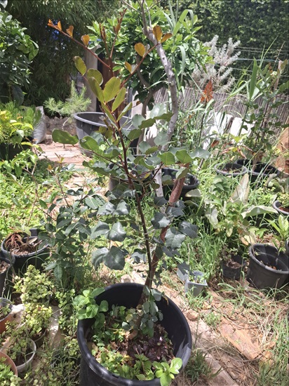 תמונה 5 ,עצי נוי ופרי למכירה בבית אריה לגינה  עצים ועציצים