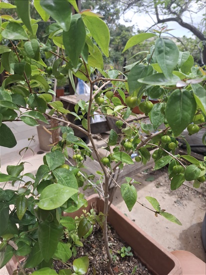 תמונה 1 ,עצי נוי ופרי למכירה בבית אריה לגינה  עצים ועציצים