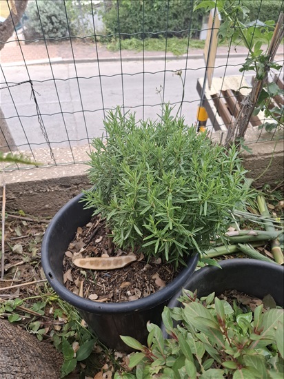 תמונה 2 ,עצי נוי ופרי למכירה בבית אריה לגינה  עצים ועציצים