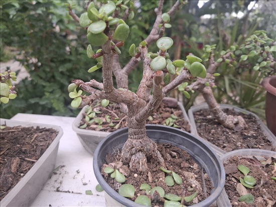 תמונה 6 ,עצי נוי ופרי למכירה בבית אריה לגינה  עצים ועציצים